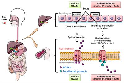 Non-vitamin K Antagonist Oral Anticoagulants and Drug-Food Interactions: Implications for Clinical Practice and Potential Role of Probiotics and Prebiotics